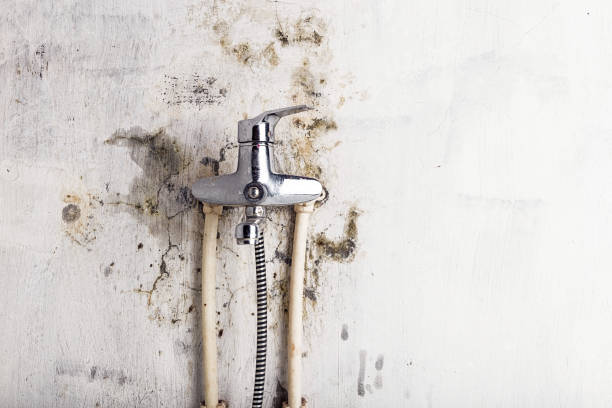 Best Local Mold Removal Service  in Sudley, VA