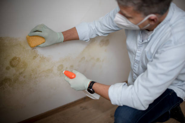 Best Mold Damage Repair  in Sudley, VA