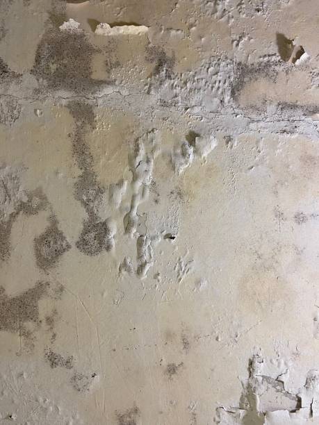 Best Attic Mold Removal  in Sudley, VA