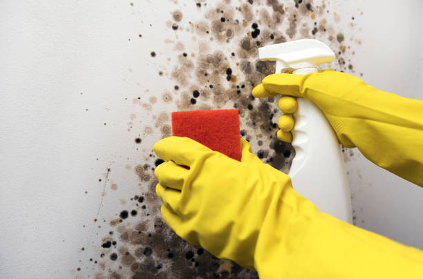 Best Black Mold Removal  in Sudley, VA