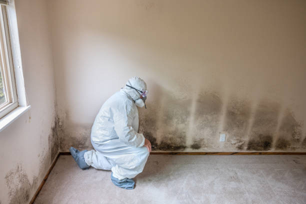 Best Local Mold Removal Service  in Sudley, VA
