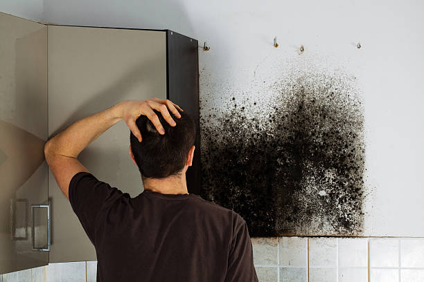 Best Office Mold Removal Services  in Sudley, VA