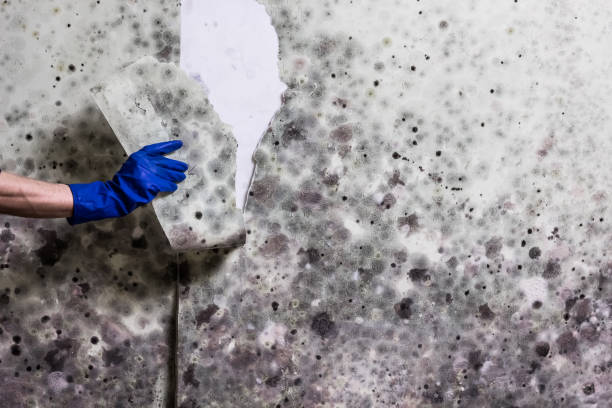 Best Professional Mold Removal  in Sudley, VA