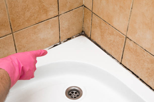 Mold Removal Process in Sudley, VA