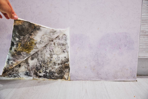 Best Best Mold Removal Companies  in Sudley, VA